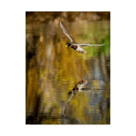 Trademark Fine Art Tyler Stockton 'Mallard Flight Ii' Canvas Art, 18x24 WAG08416-C1824GG